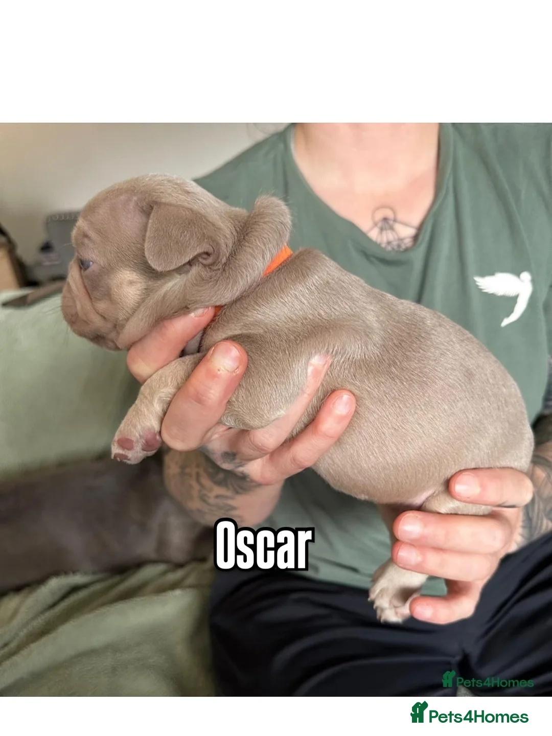 French Bulldog dogs for stud: Stunning French Bulldog For Stud in Dundee - Advert 25