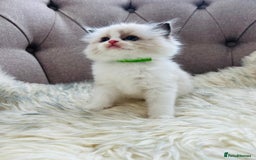 Ragdoll cats for sale: Ragdoll kittens -all reserved😺 - Image 28