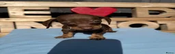 Dachshund dogs for sale: Dutch hound Puppies in Orpington - Advert 17