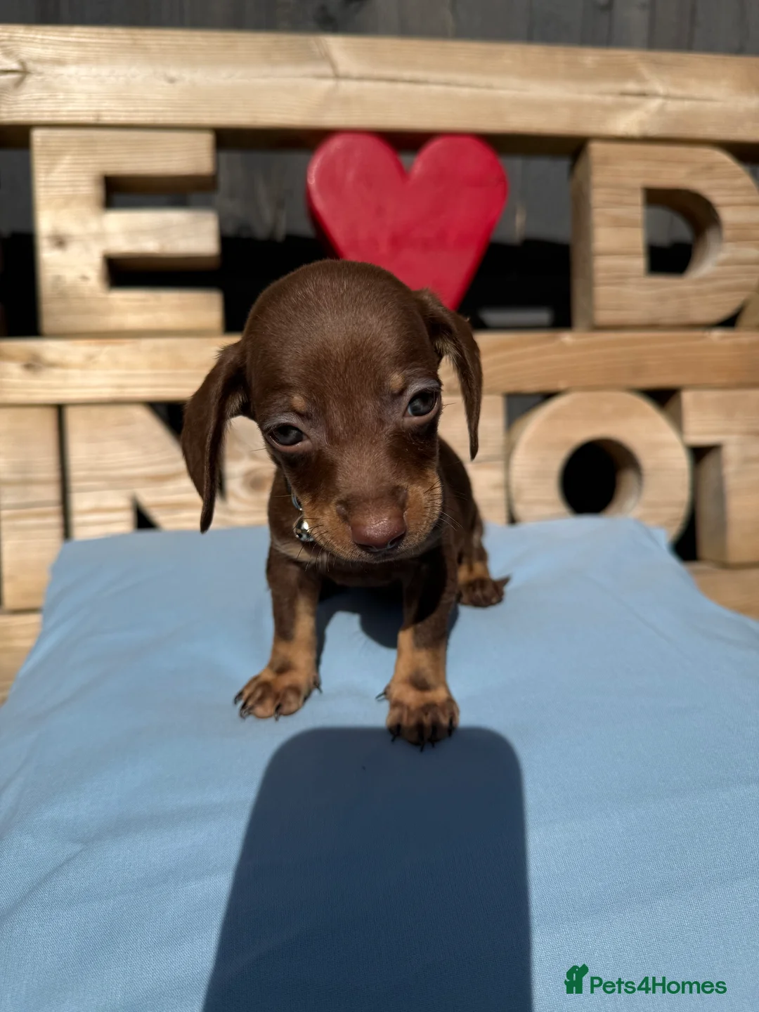 Dachshund dogs for sale: Dutch hound Puppies in Orpington - Advert 17