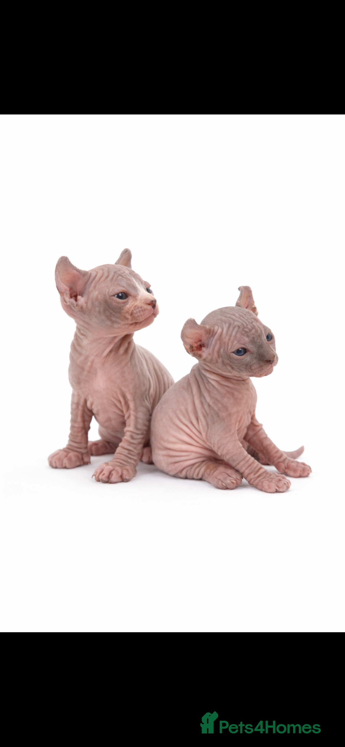 Sphynx cats Amazing Sphynx & Elf Kittens  - Advert 1