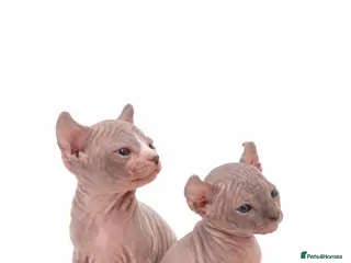 Sphynx cats Amazing Sphynx & Elf Kittens - Advert 1