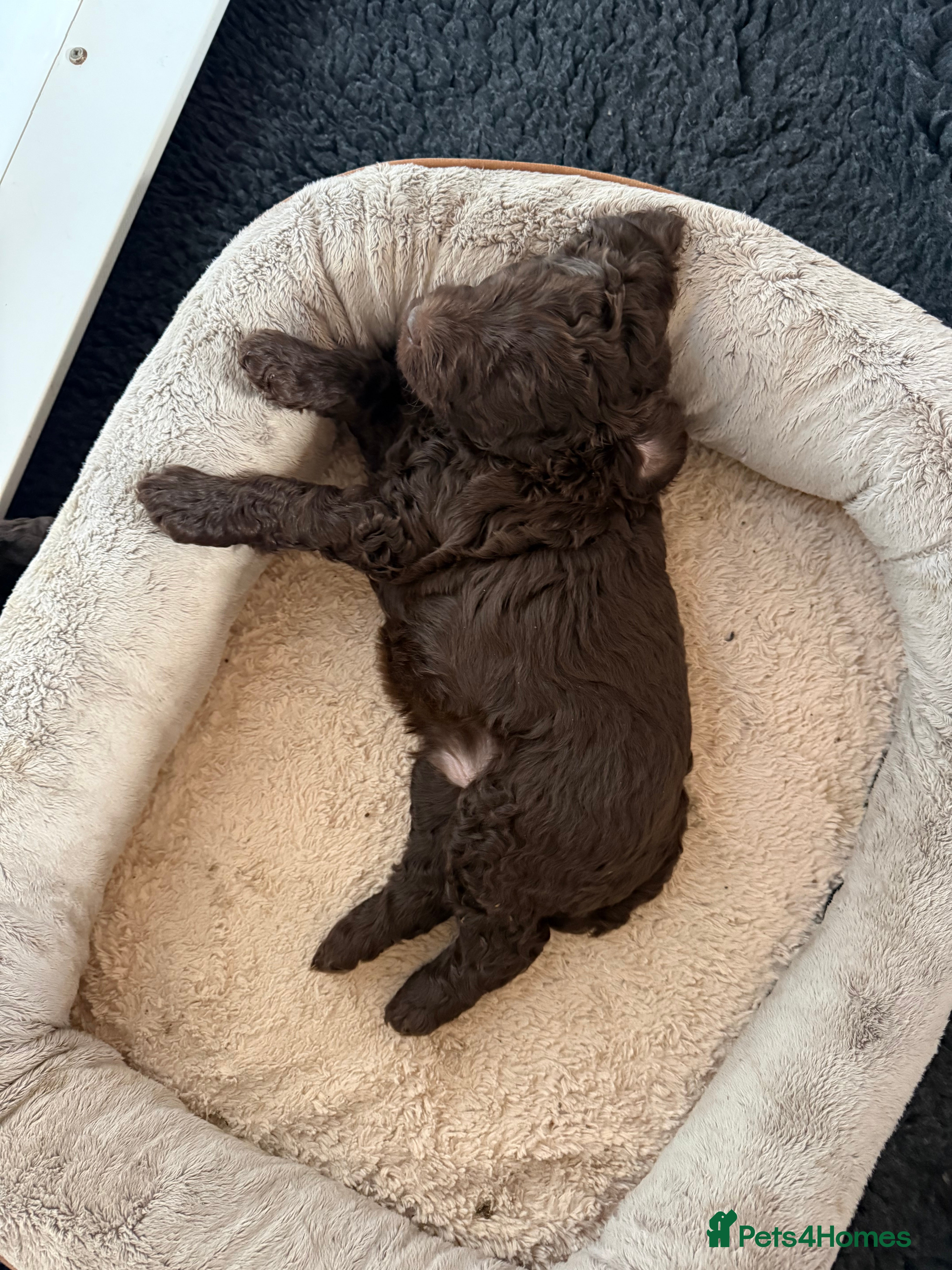 Labradoodle dogs Gorgeous Labradoodle Puppies - 3 left! - Advert 2