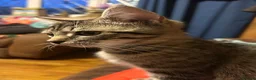 Mixed Breed cats for sale: Rag doll cross kittens - Advert 18