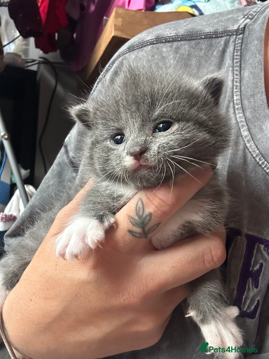 Mixed Breed cats for sale: 3 beautiful greys and a stunning cream kitten - Image 1