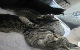 Mixed Breed cats for sale:  tabby kittens  - Image 14