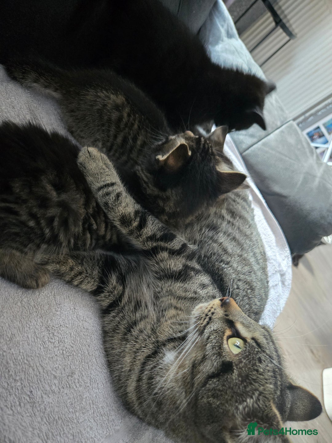 Mixed Breed cats for sale:  tabby kittens  - Image 14
