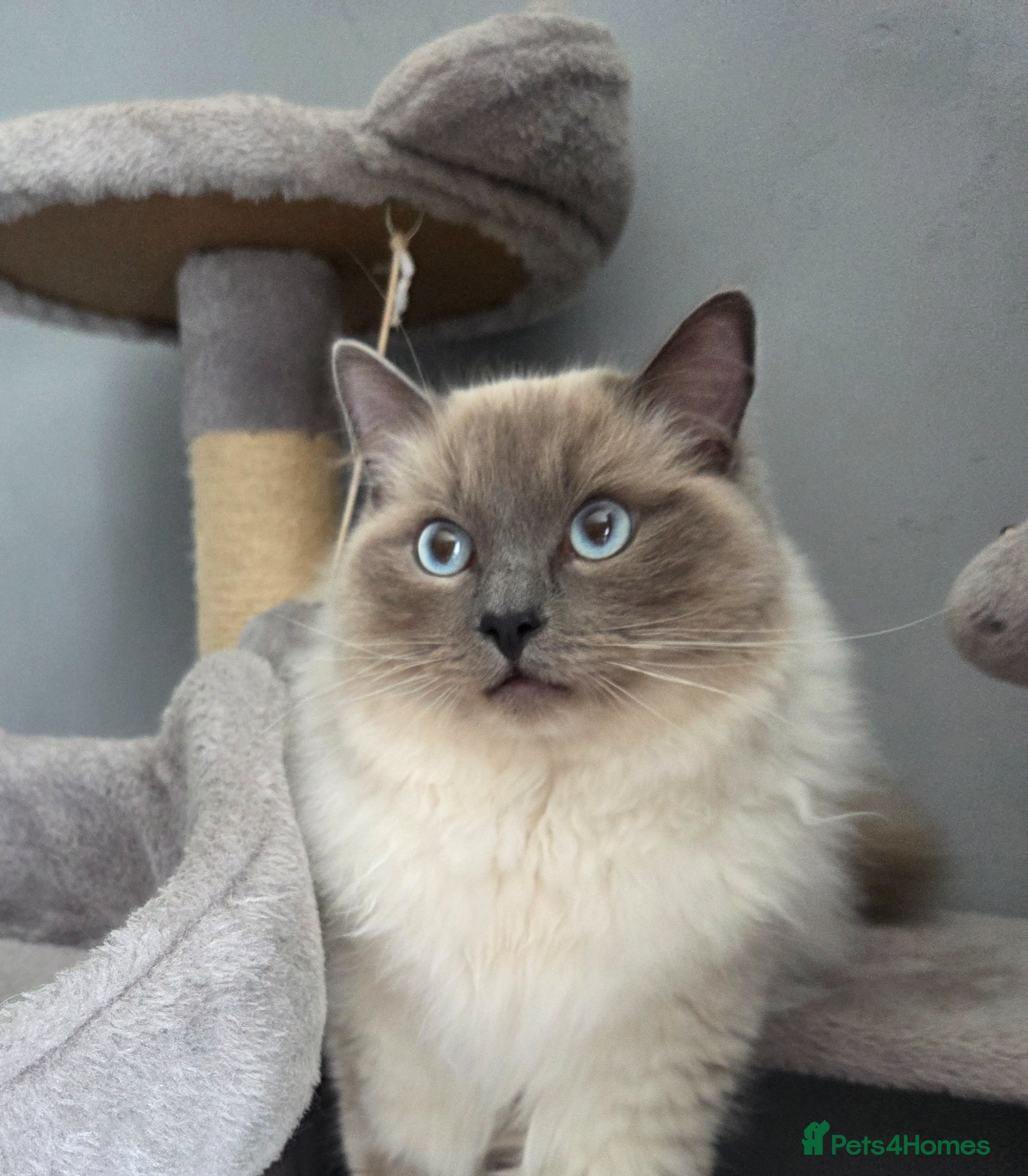 Ragdoll cats Ragdoll Blue colourpoint male - Advert 14