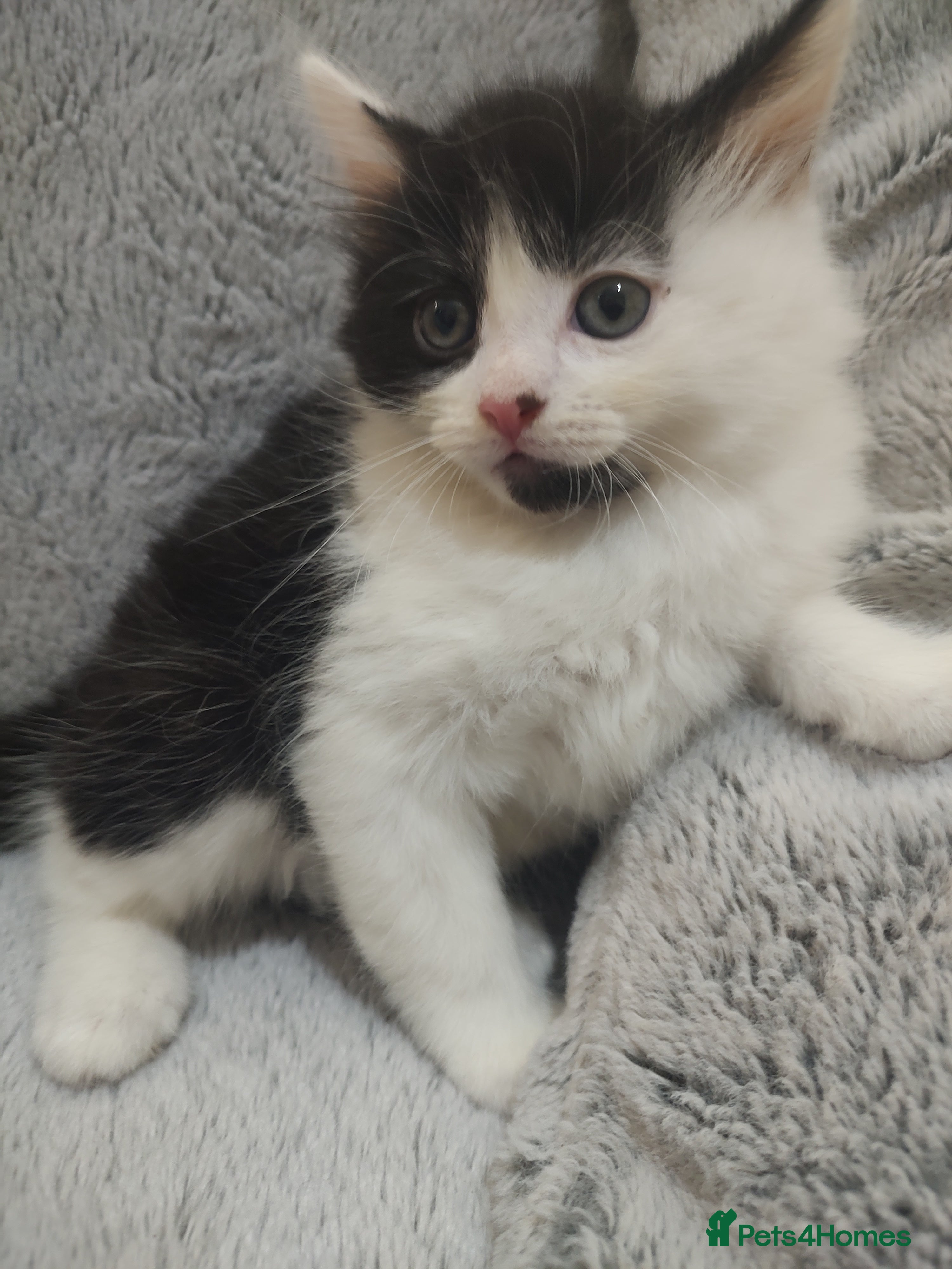 Mixed Breed cats Beautiful 2 litters of kittens available - Advert 2