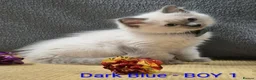 Ragdoll cats for sale: 😻 Ragdoll Kitten 😻 - Advert 13