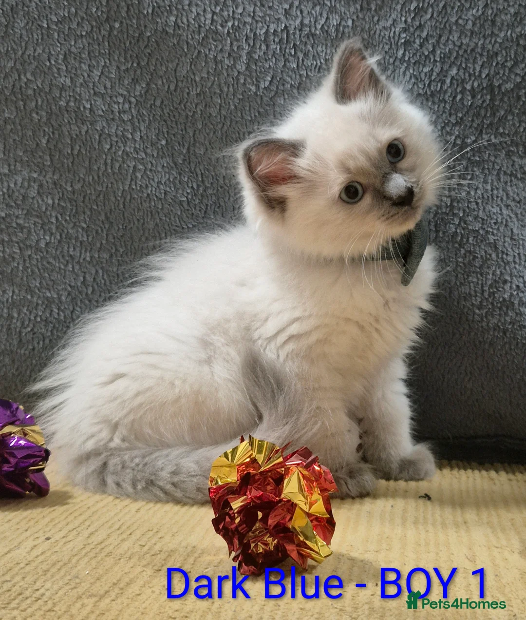 Ragdoll cats for sale: 😻 Ragdoll Kitten 😻 - Advert 13