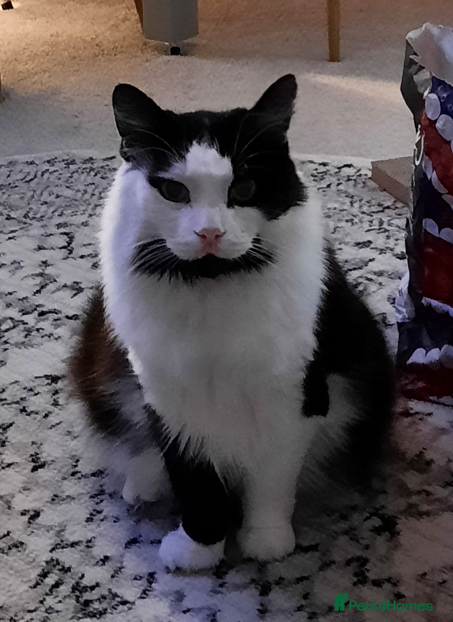 British Longhair cats Loki  - Advert 8