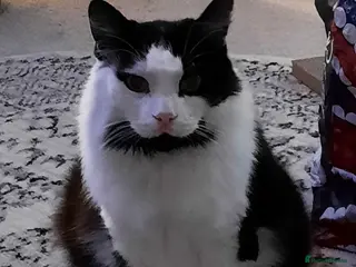 British Longhair cats Loki - Advert 8