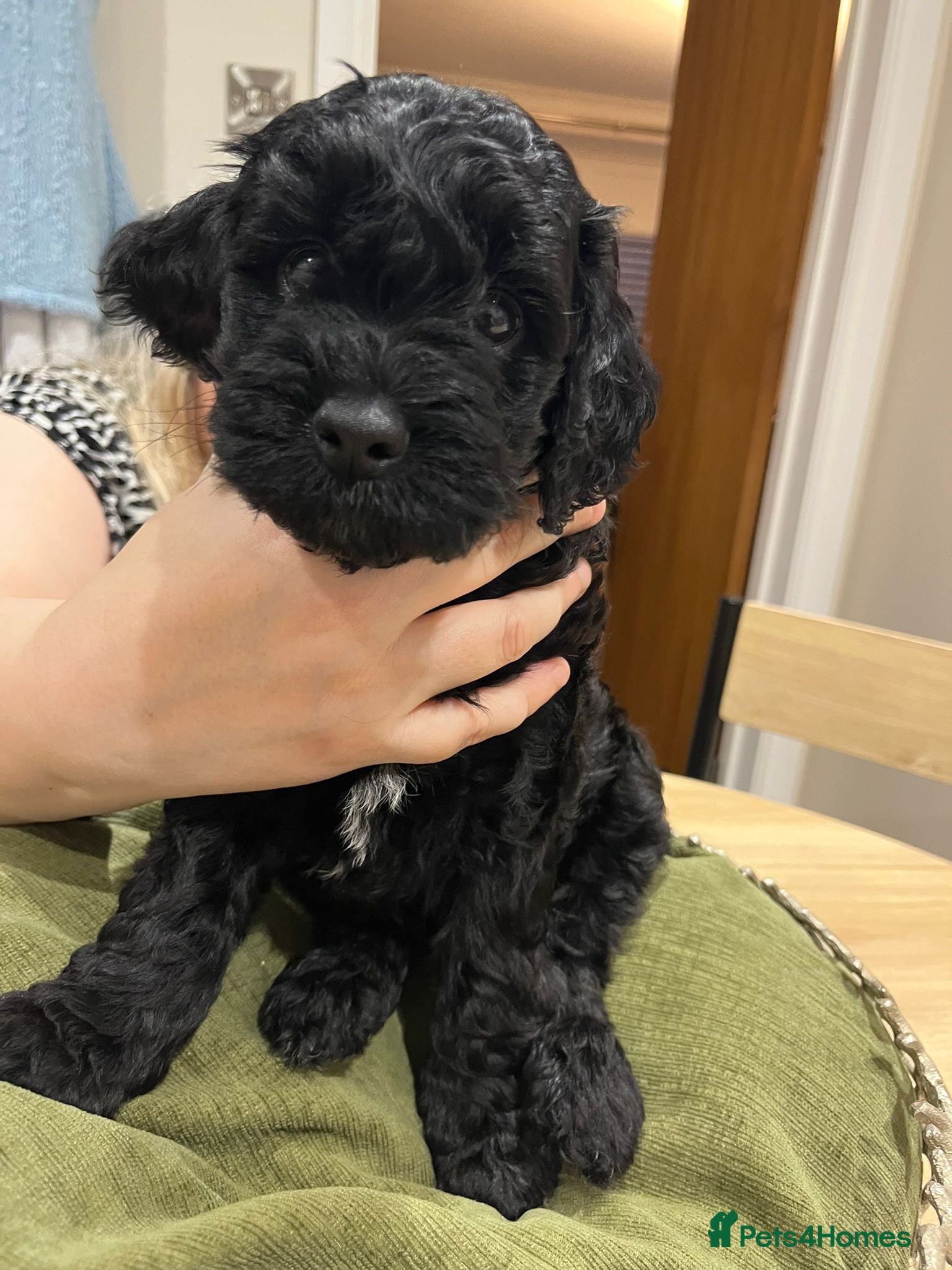 Cockapoo dogs Two beautiful cockapoo puppies for sale  - Advert 10