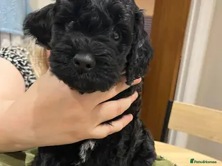 Cockapoo dogs Two beautiful cockapoo puppies for sale - Advert 5