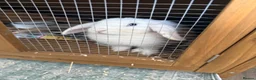 Mixed Breed rabbits for sale: Mixed Breed Rabbits for Sale in Cannock - Advert 2