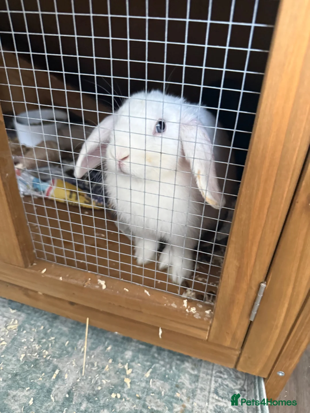 Mixed Breed rabbits for sale: Mixed Breed Rabbits for Sale in Cannock - Advert 2