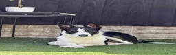 Mixed Breed dogs for sale: Two border collie X Kelpie 8 month old Girls  - Advert 8
