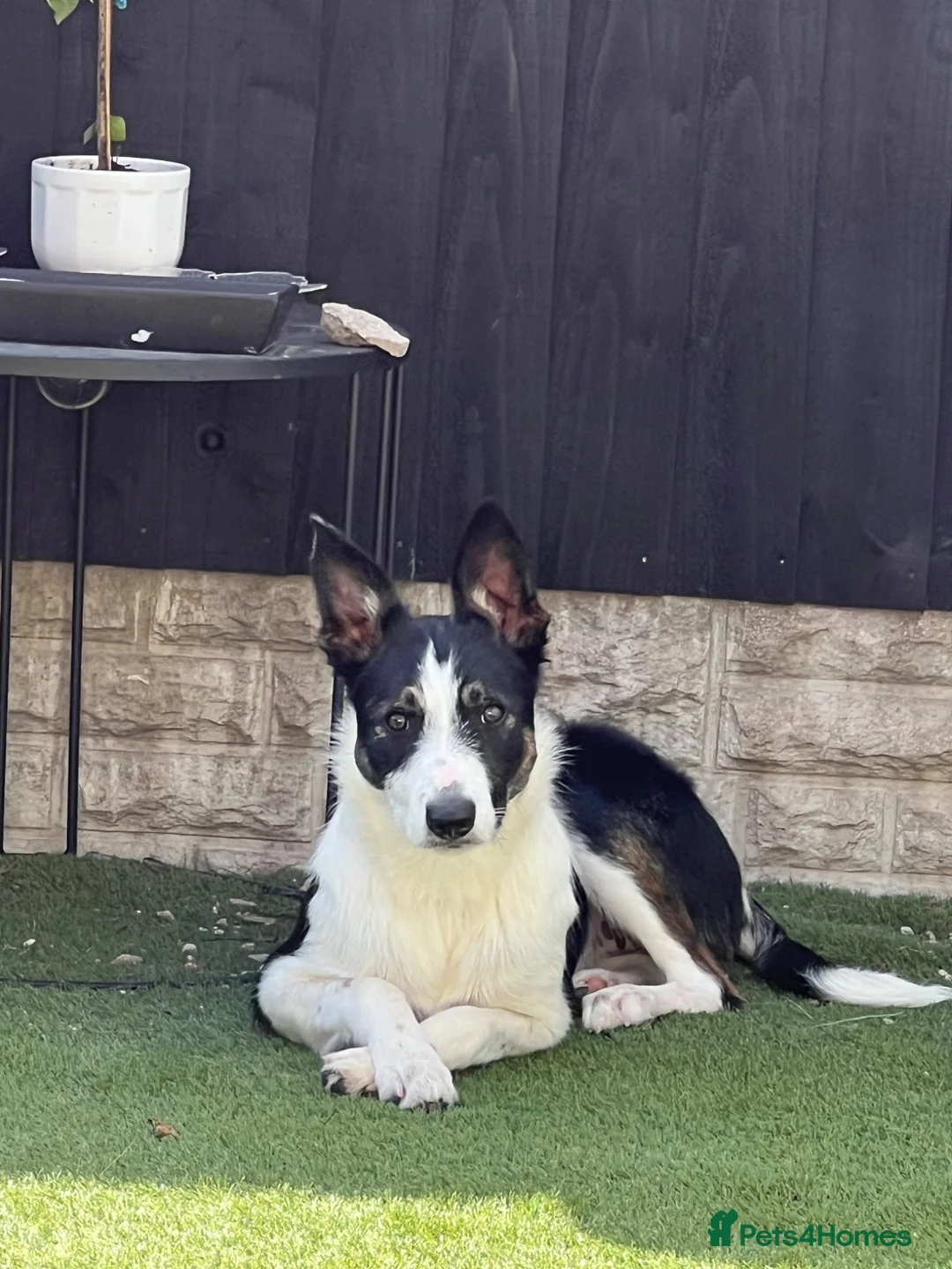Mixed Breed dogs for sale: Two border collie X Kelpie 8 month old Girls  - Advert 8