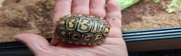 Tortoise reptiles for sale: Leopard spotted Tortoises  - Advert 5