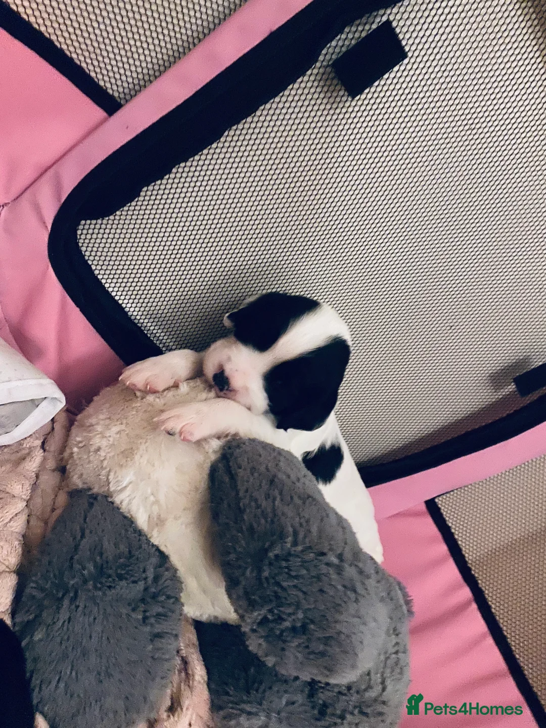 Sprocker dogs for sale: Sprocker spaniel  - Advert 11