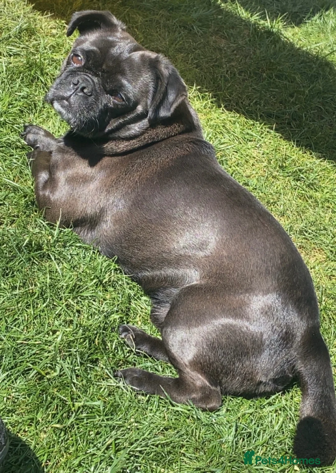 Pug dogs for sale: 2 beautiful fully trained pugs - Advert 1