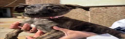 Lurcher dogs for sale: 9 lurcher pups in Skegness - Advert 3