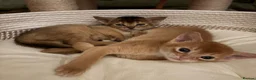 Abyssinian cats for sale: Abyssinian 7 weeks two boys - Advert 10