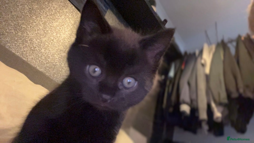 British Shorthair cats for sale: Cross British short hair kittens  - Image 3