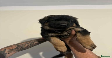 German Shepherd dogs - Advert 4