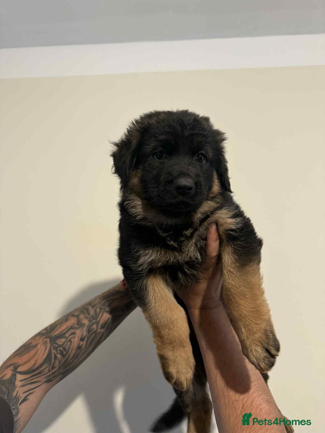 German Shepherd dogs for sale: German Shepherd Puppies  - Image 2