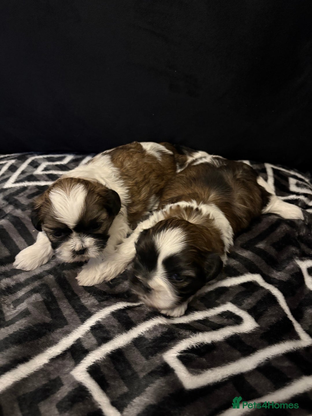 Shih Tzu dogs for sale: 2 female Shih Tzu puppies  - Advert 9