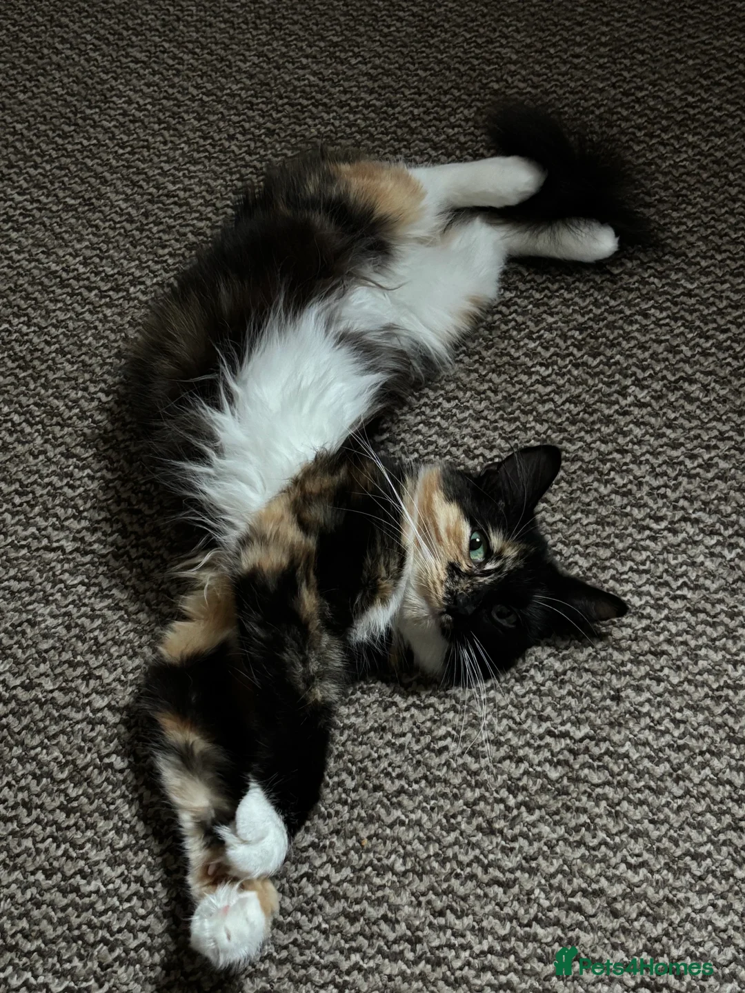 Mixed Breed cats for sale: Gorgeous extremely fluffy ginger male kitten - Advert 2