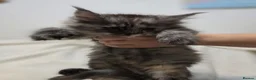 Maine Coon cats for sale: 🐾 Beautiful Maine Coon Kittens 🐾 - Advert 8