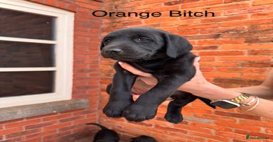 Labrador Retriever dogs - Advert 9
