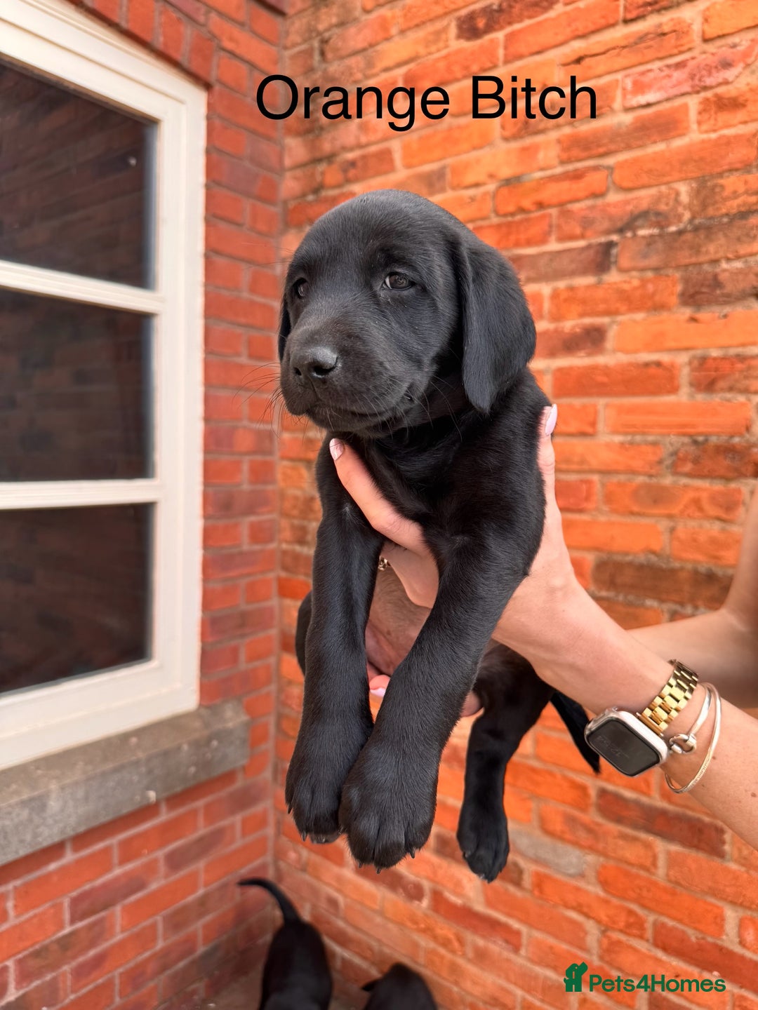 Labrador Retriever dogs for sale: 6 x Beautiful Black Labrador Puppies for sale. - Image 3
