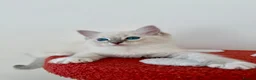 Ragdoll cats for sale: ✨ Exceptional Ragdoll Kittens Ready to leave ✨ - Advert 9
