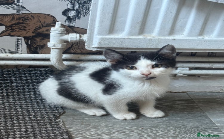 Mixed Breed cats - Advert 1
