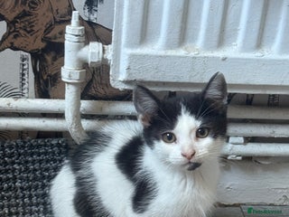 Mixed Breed cats - Advert 8