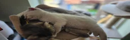 Scottish Fold cats for sale: Scottish fold  - Advert 4