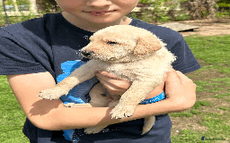 Labradoodle dogs for sale: Gorgeous F1b Labradoodle Puppies for loving homes. - Image 16