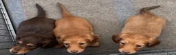 Dachshund dogs for sale: Miniature longhaired dachshund Puppies for sale  - Advert 8