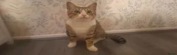 Mixed Breed cats for sale: Kittens for sale  - Advert 7