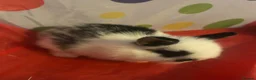 Mixed Breed rabbits for sale: 3 Mini lion lops  - Advert 4