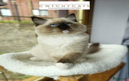 Ragdoll cats for sale: Top Quality, Tica Reg Kittens from Euro / US Lines - Image 8