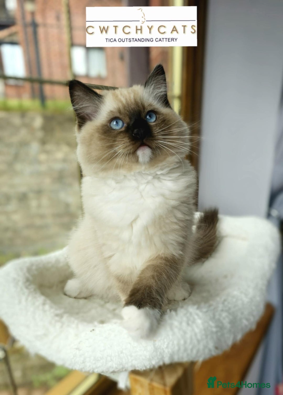 Ragdoll cats for sale: Top Quality, Tica Reg Kittens from Euro / US Lines - Image 8