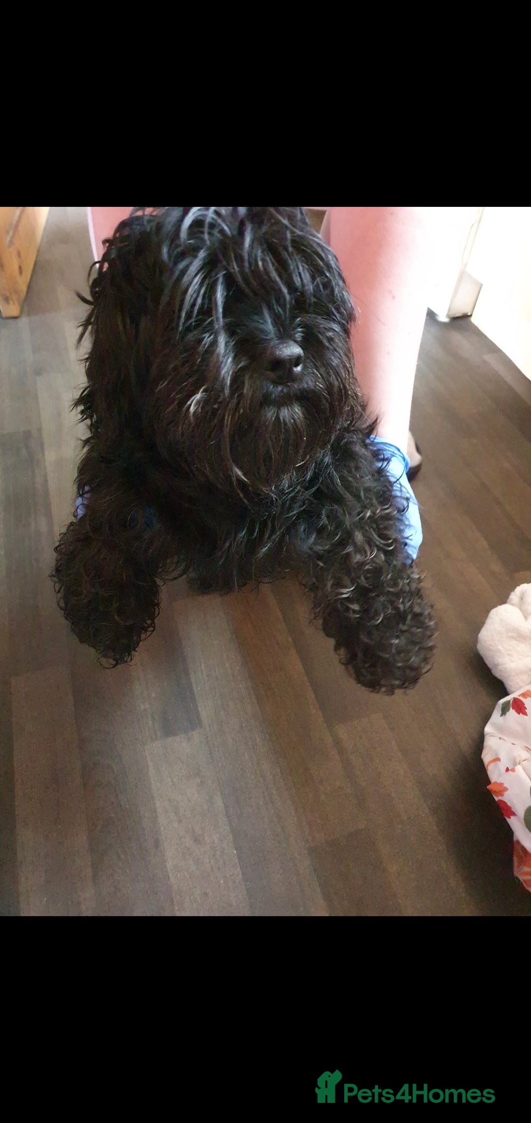 Chipoo dogs for sale: Beautiful Chipoo puppies.  - Image 1