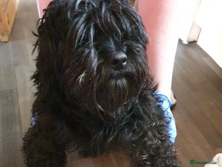 Chipoo dogs - Advert 2