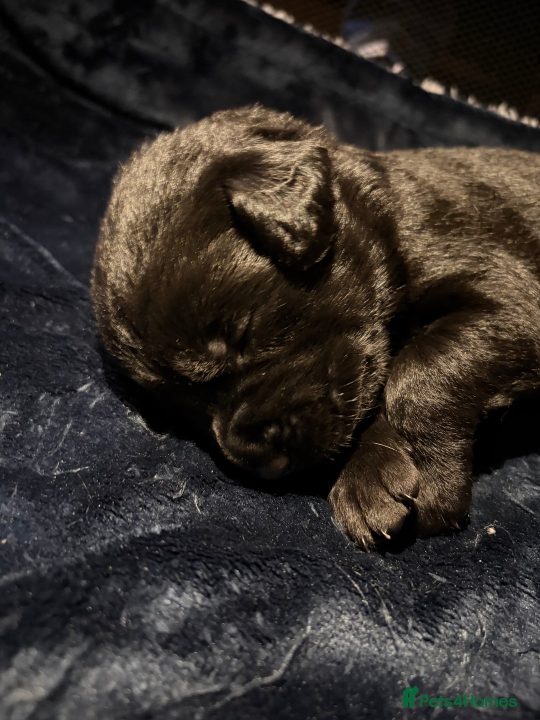 Borador dogs for sale: Lab collie pups  - Advert 8