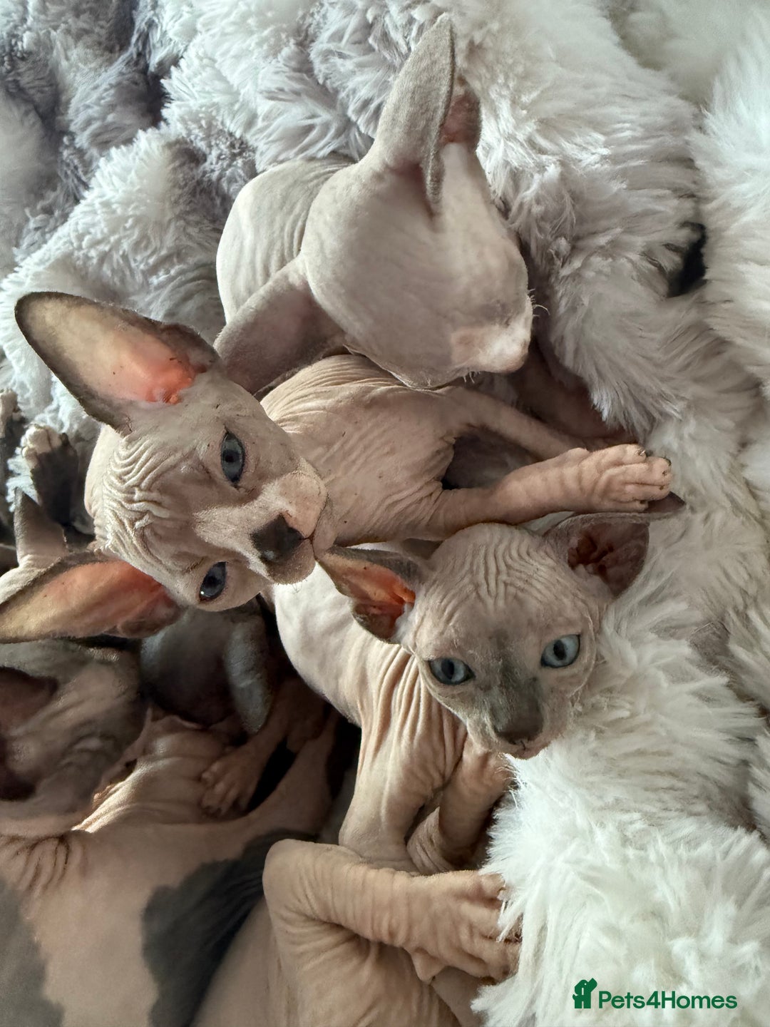 Sphynx cats for sale: canadian sphynx for sale  - Advert 28